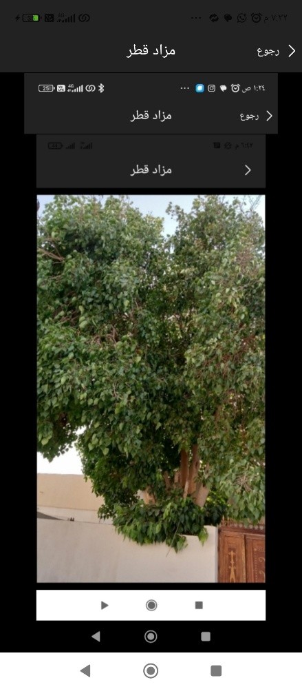نقوم بعمل قطع الاشجار - 1