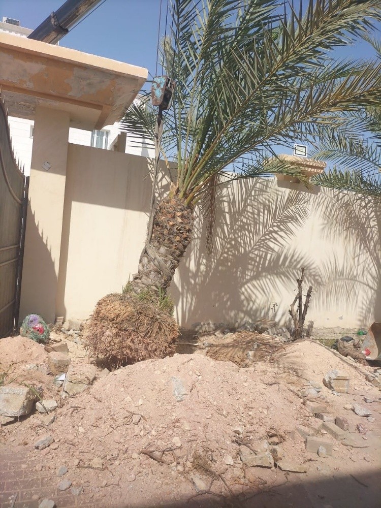 تقطيع أشجار ونخل وعشب وتنسيق حديق - 3