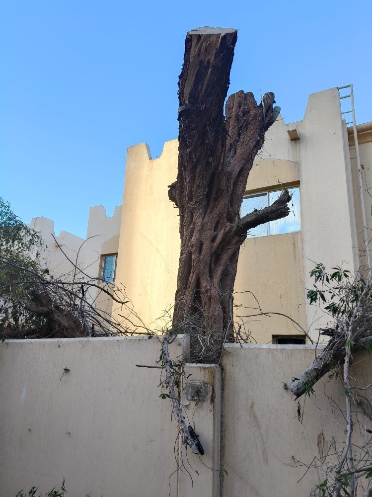 تقطيع أشجار ونخل وعشب وتنسيق حديق - 4