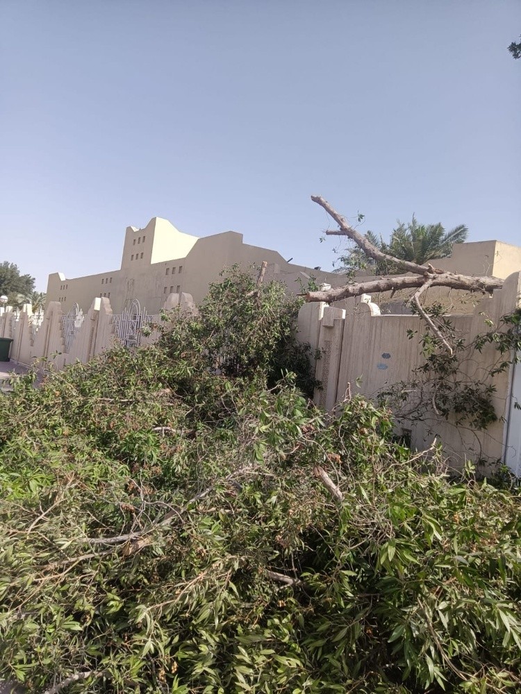 تقطيع أشجار ونخل وعشب وتنسيق حديق - 2