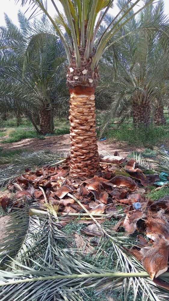 تكريب النخل - 2