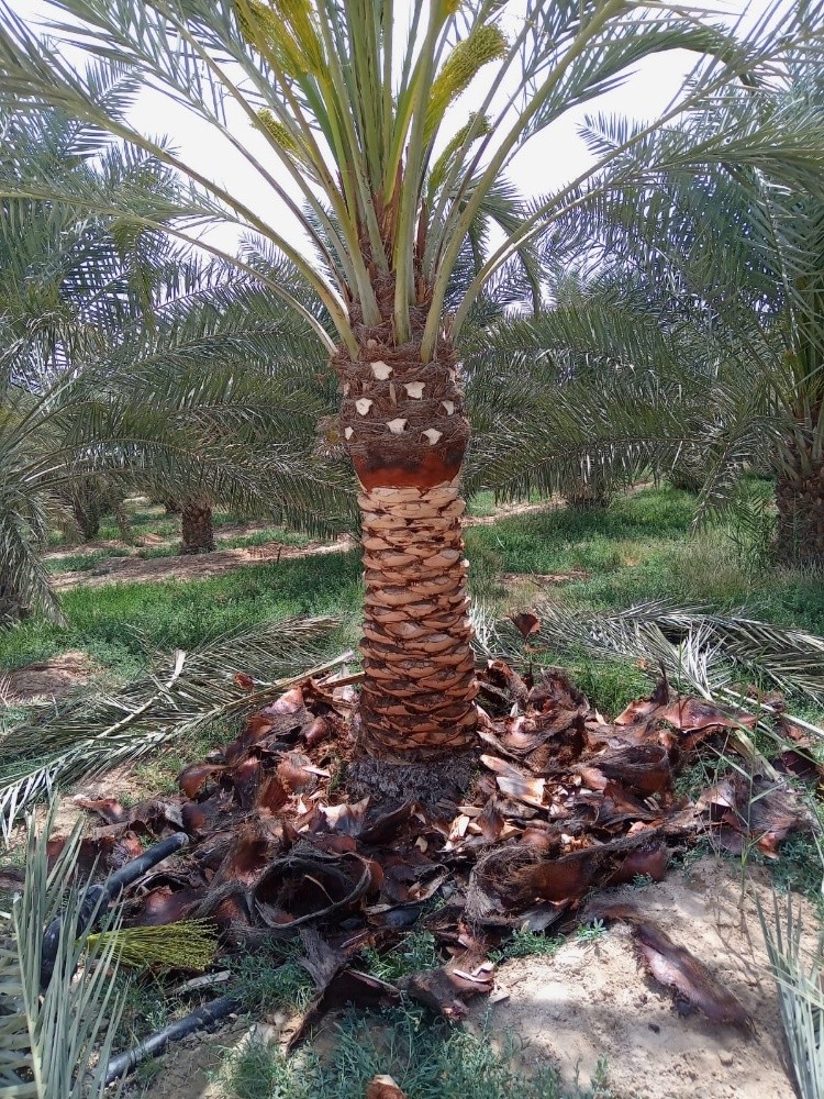 تكريب النخل - 3