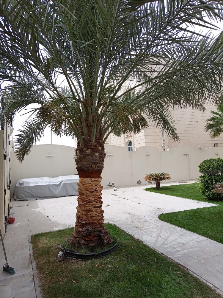 تكريب النخل - 4