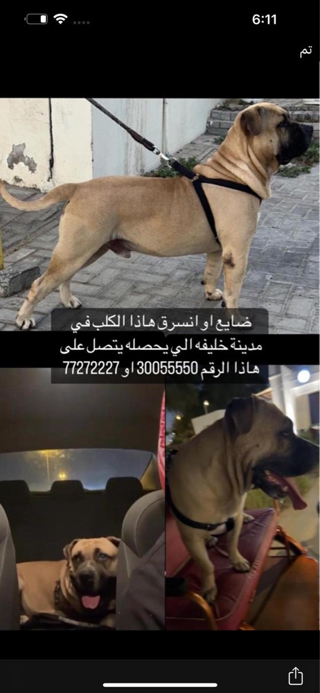 الكلب ضايع من 2023 - 1