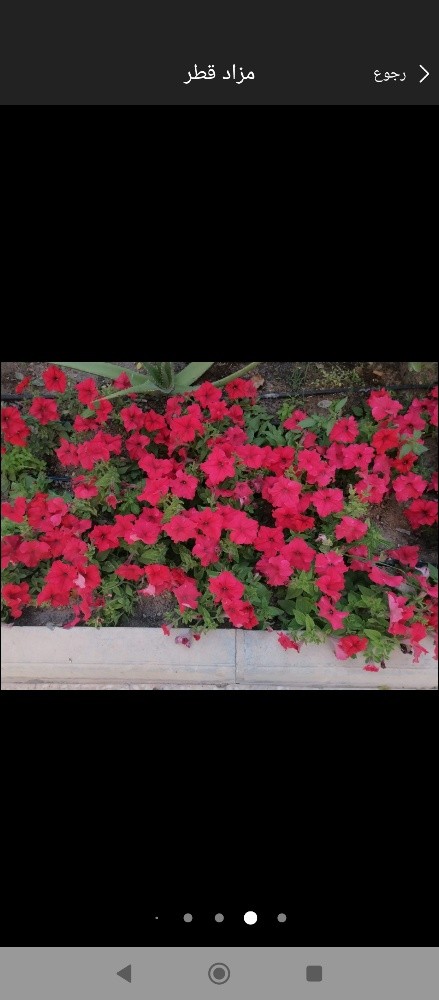 زراعه الورود والعشب - 2