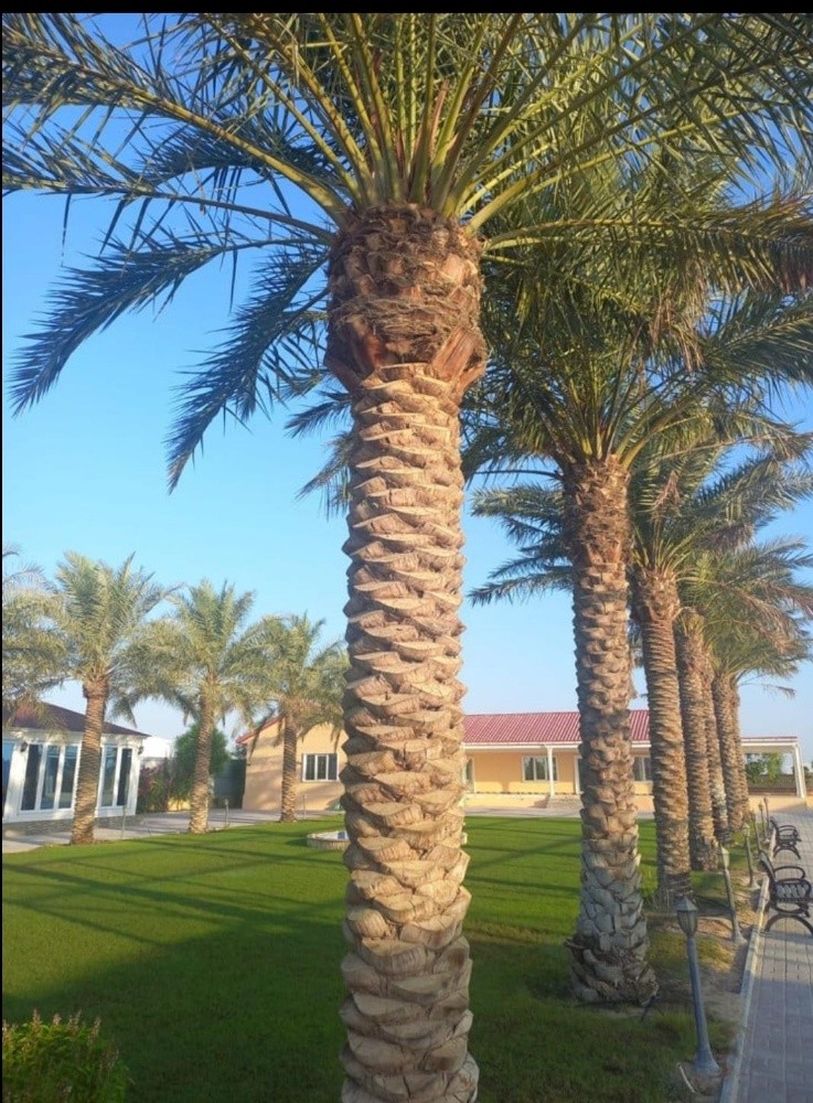 جميع انواع النخيل - 3