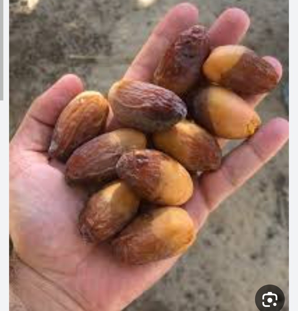 جميع انواع النخيل - 1