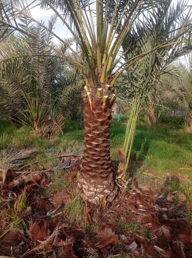 جميع انواع النخيل - 2