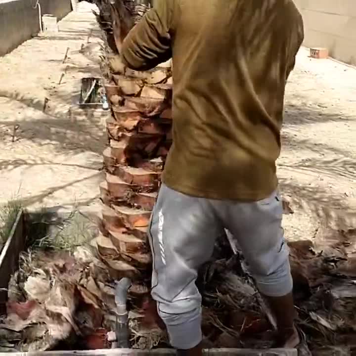 تقريب وتنظيف النخيل - 1