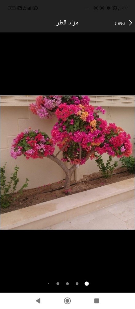 توريد وزراعه الاحواض - 2