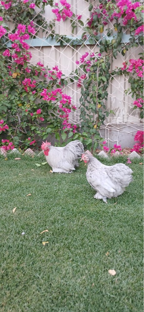 كوشن بياض - 3