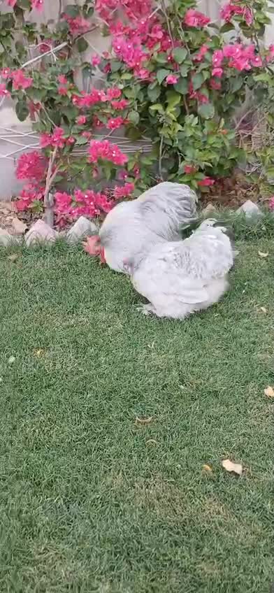 كوشن بياض - 1