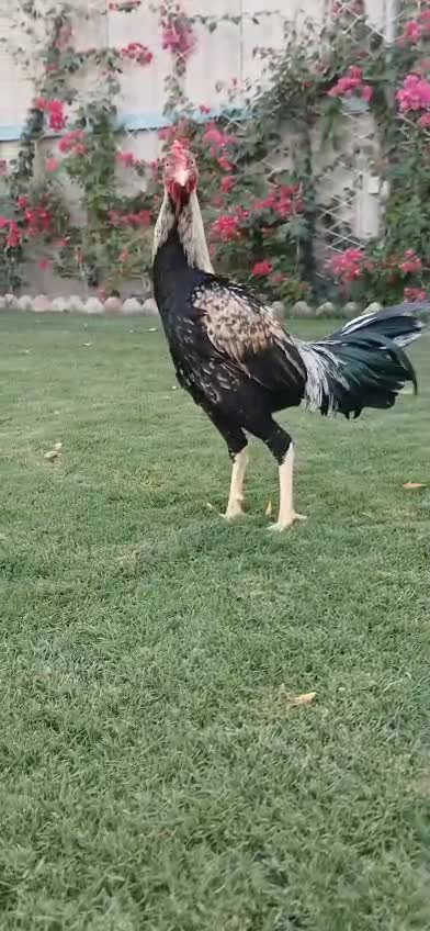 ديك فايتر - 2
