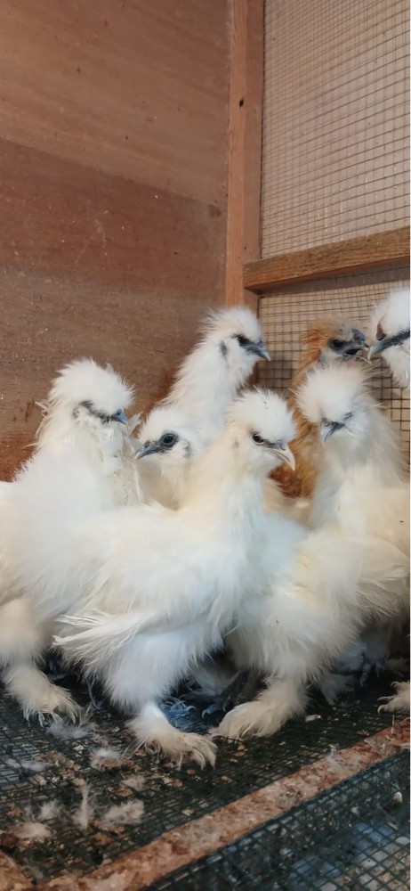 سلكي بياض - 1