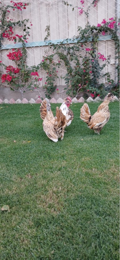 دجاج زينه - 4