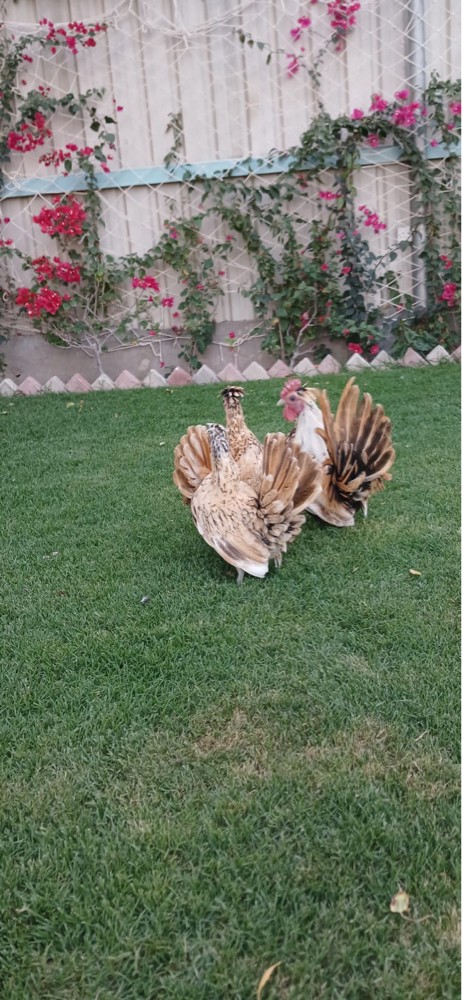 دجاج زينه - 2