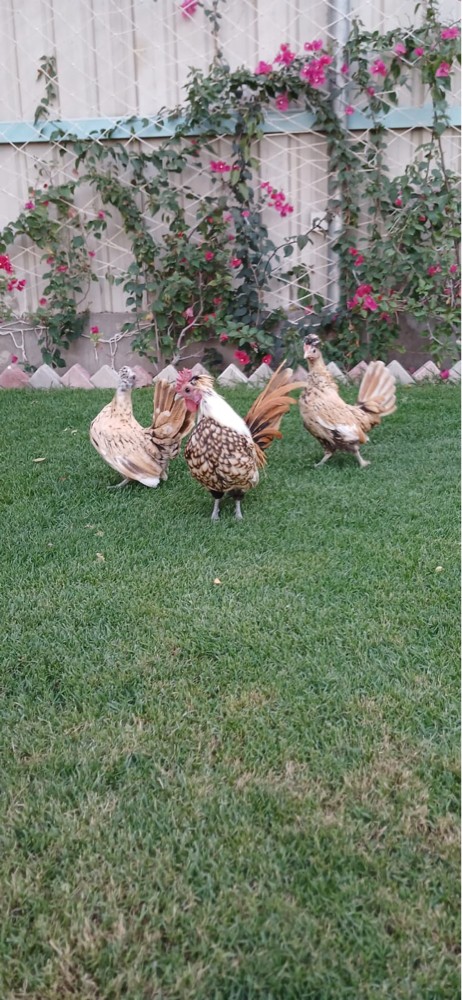 دجاج زينه - 3