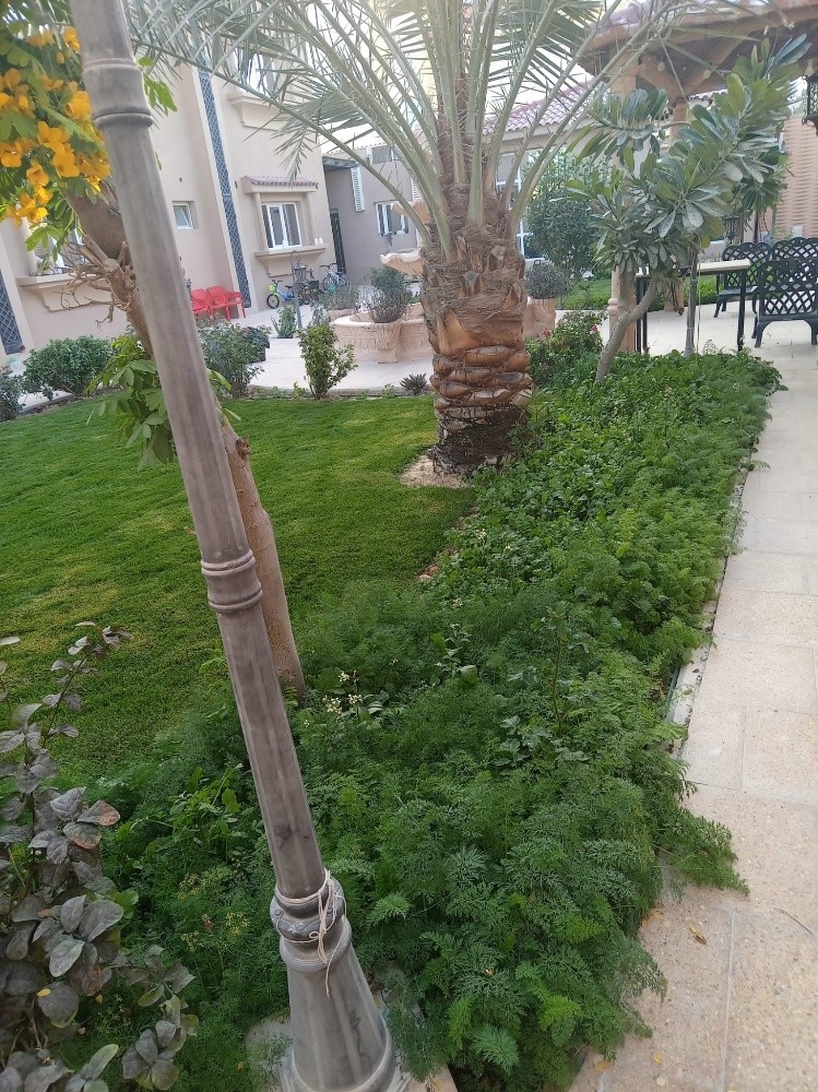 زرعه العشب الاخضر - 2