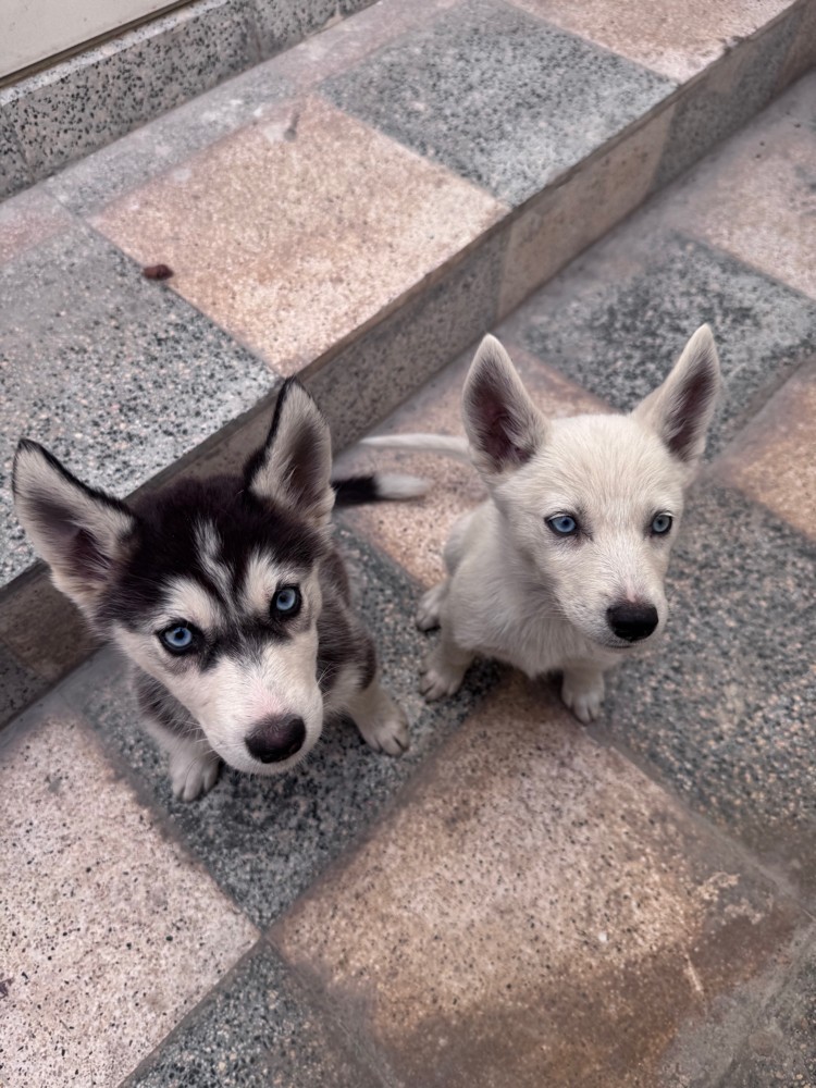 Purebred Husky’s 4 months old dog - 6