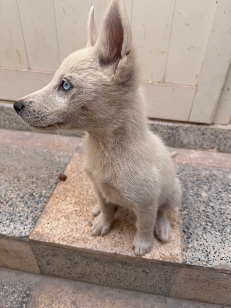 Purebred Husky’s 4 months old dog - 4