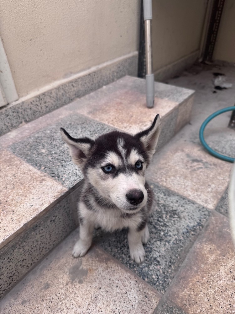 Purebred Husky’s 4 months old dog - 5