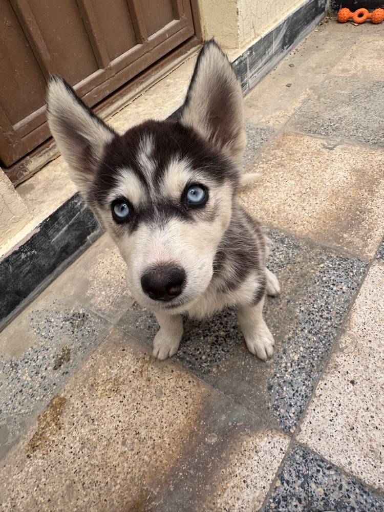 Purebred Husky’s 4 months old dog - 3