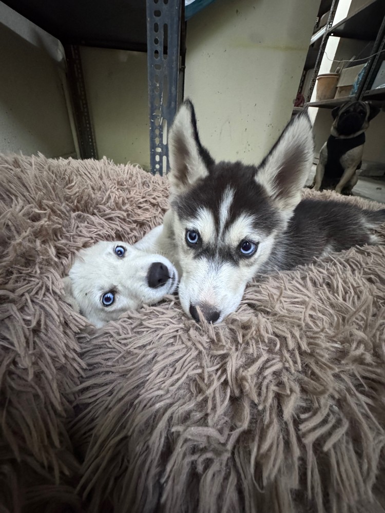 Purebred Husky’s 4 months old dog - 10