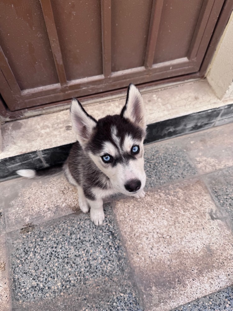 Purebred Husky’s 4 months old dog - 9