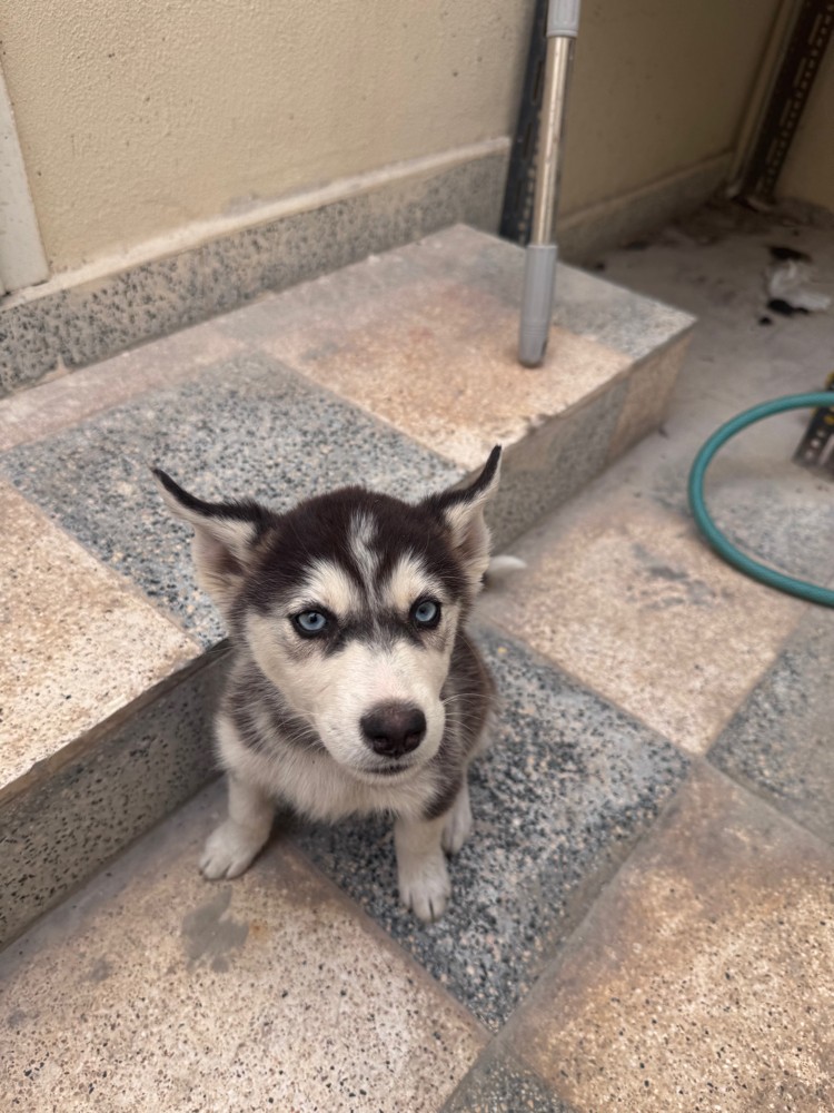 Purebred Husky’s 4 months old dog - 7