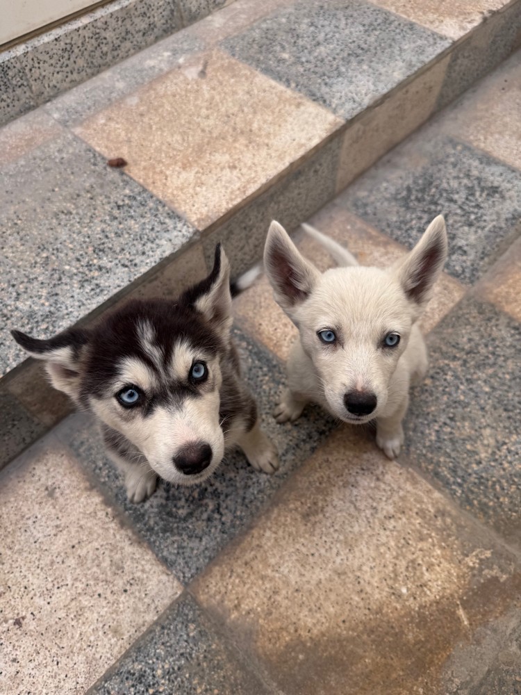 Purebred Husky’s 4 months old dog - 1