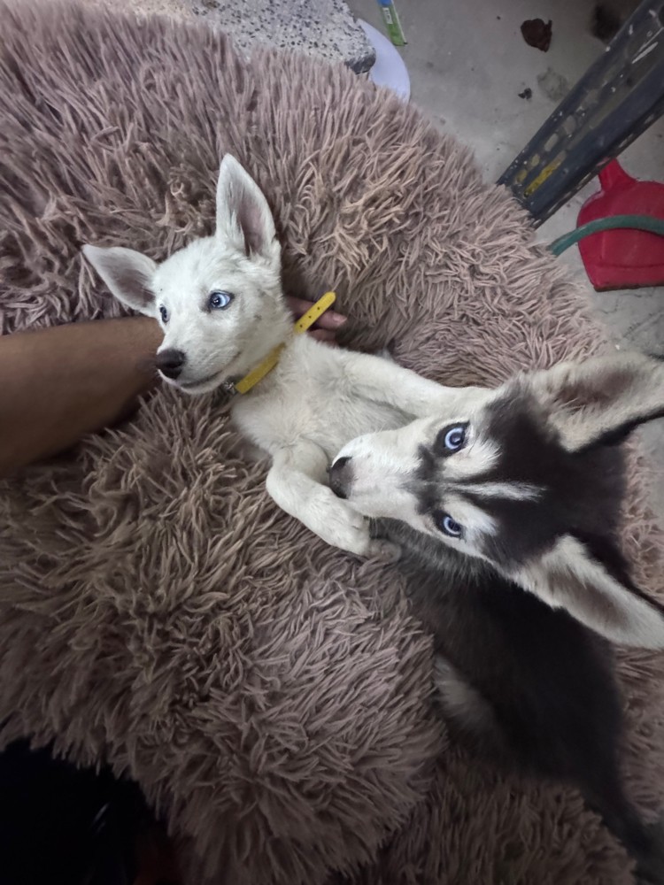 Purebred Husky’s 4 months old dog - 11