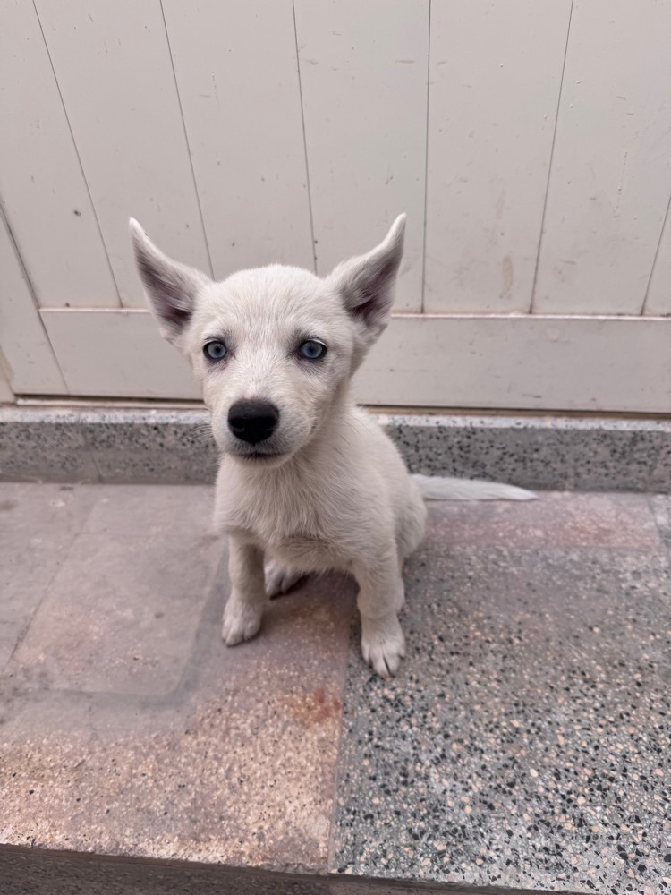 Purebred Husky’s 4 months old dog - 2