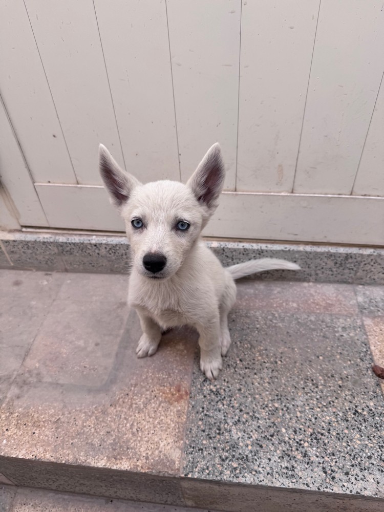 Purebred Husky’s 4 months old dog - 8