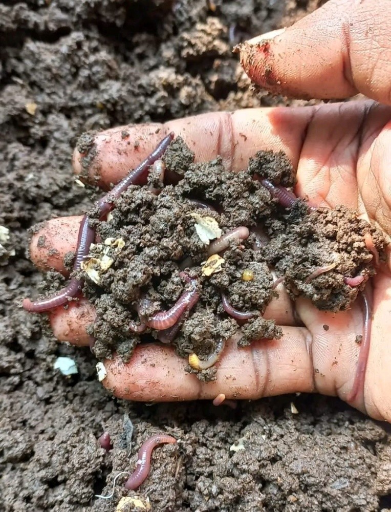 Alive Earthworm's - 1