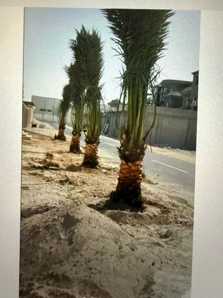 تركيب وتنظيف وبيع النخل - 3