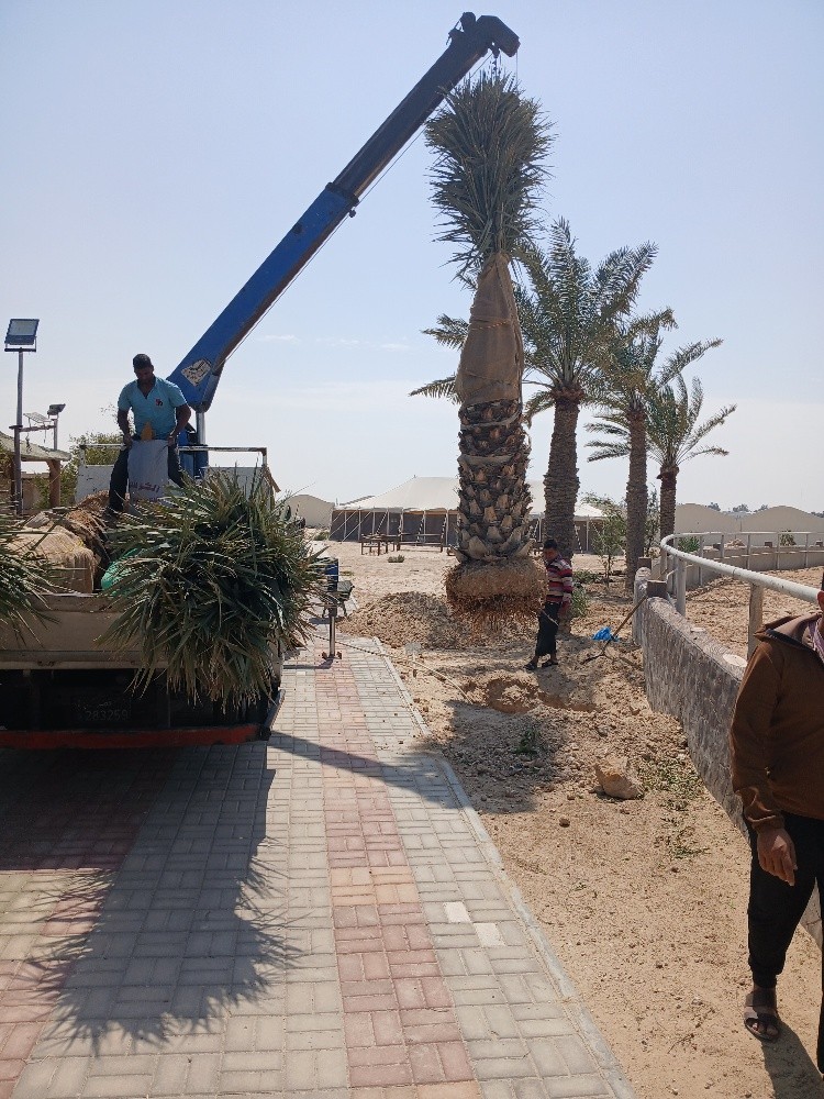 تركيب وتنظيف وبيع النخل - 9