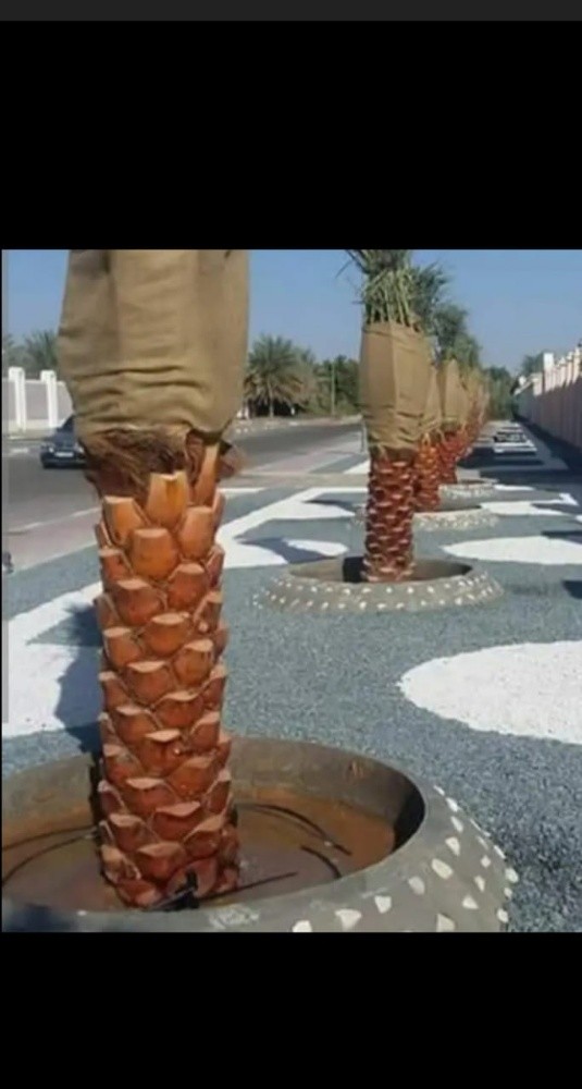تركيب وتنظيف وبيع النخل - 11