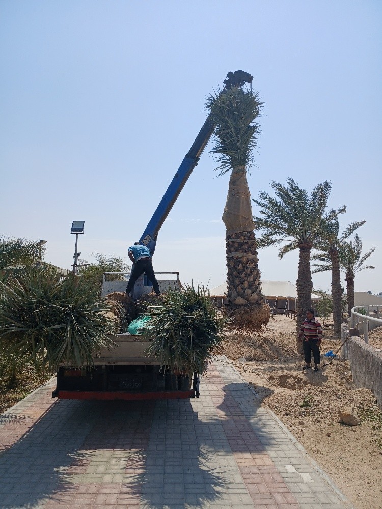 تركيب وتنظيف وبيع النخل - 8