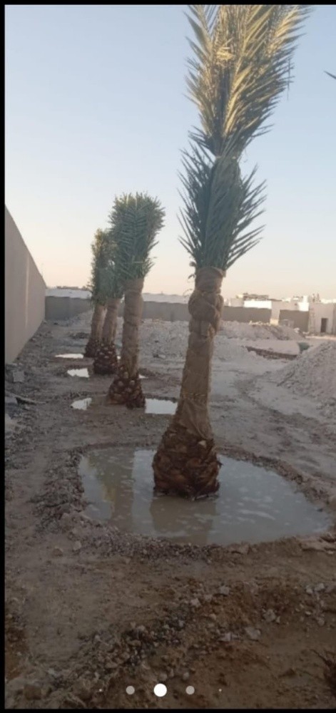 تركيب وتنظيف وبيع النخل - 15