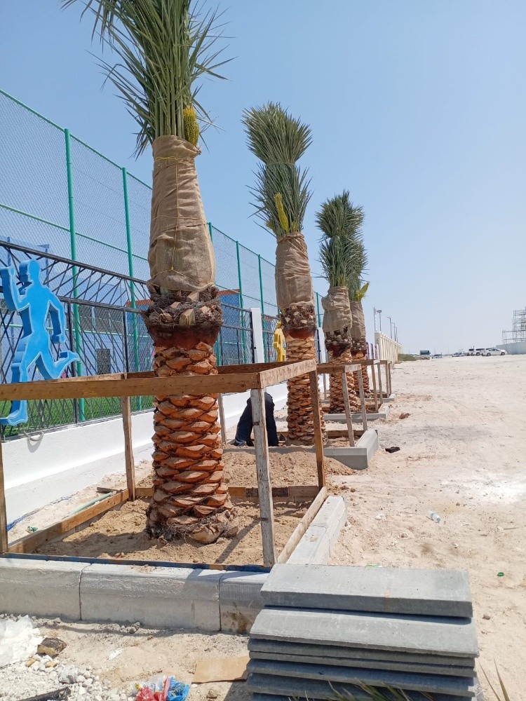تركيب وتنظيف وبيع النخل - 1