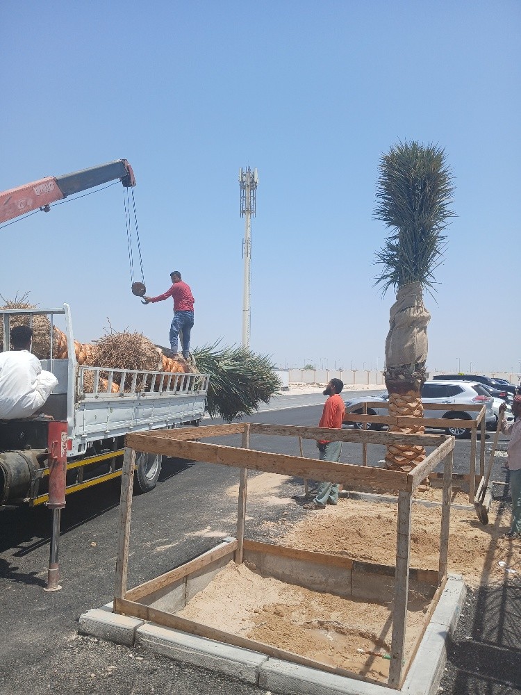 تركيب وتنظيف وبيع النخل - 6