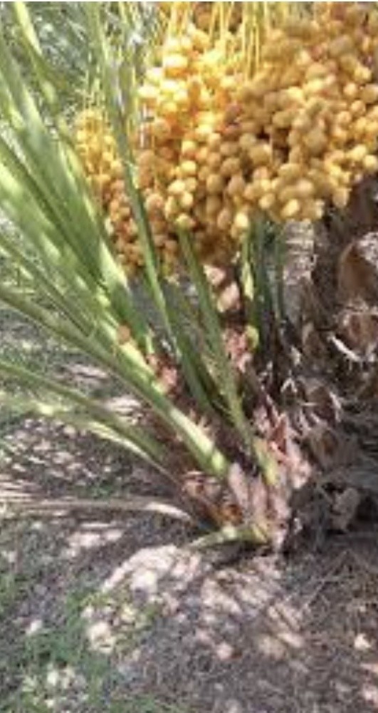خلاص حبه کبیرة موجودة الضمان - 11