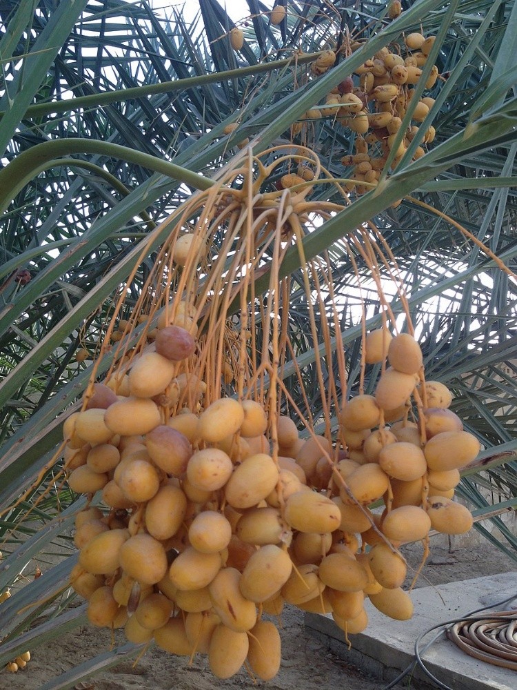 خلاص حبه کبیرة موجودة الضمان - 7