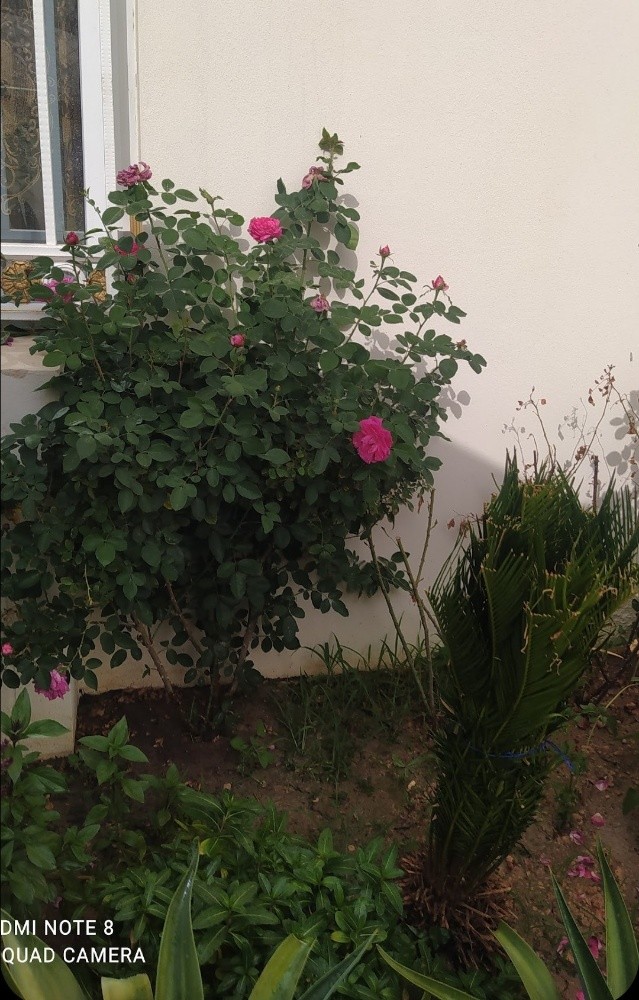مهندس زراعي - 3
