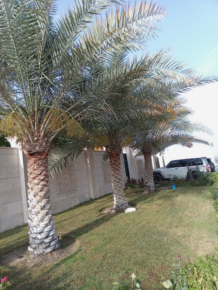 ترتيب النخل - 1