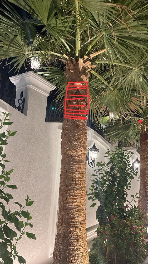 ترتيب النخل - 2