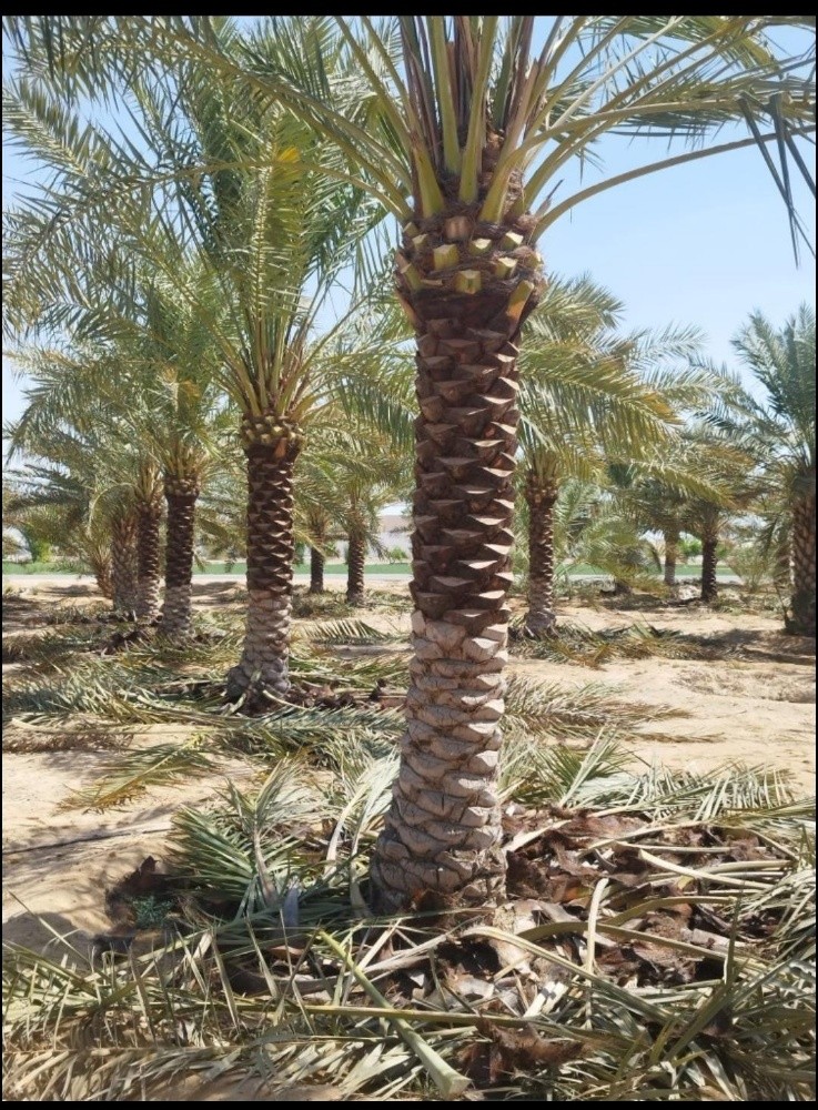 نخيل درجة أولي - 3
