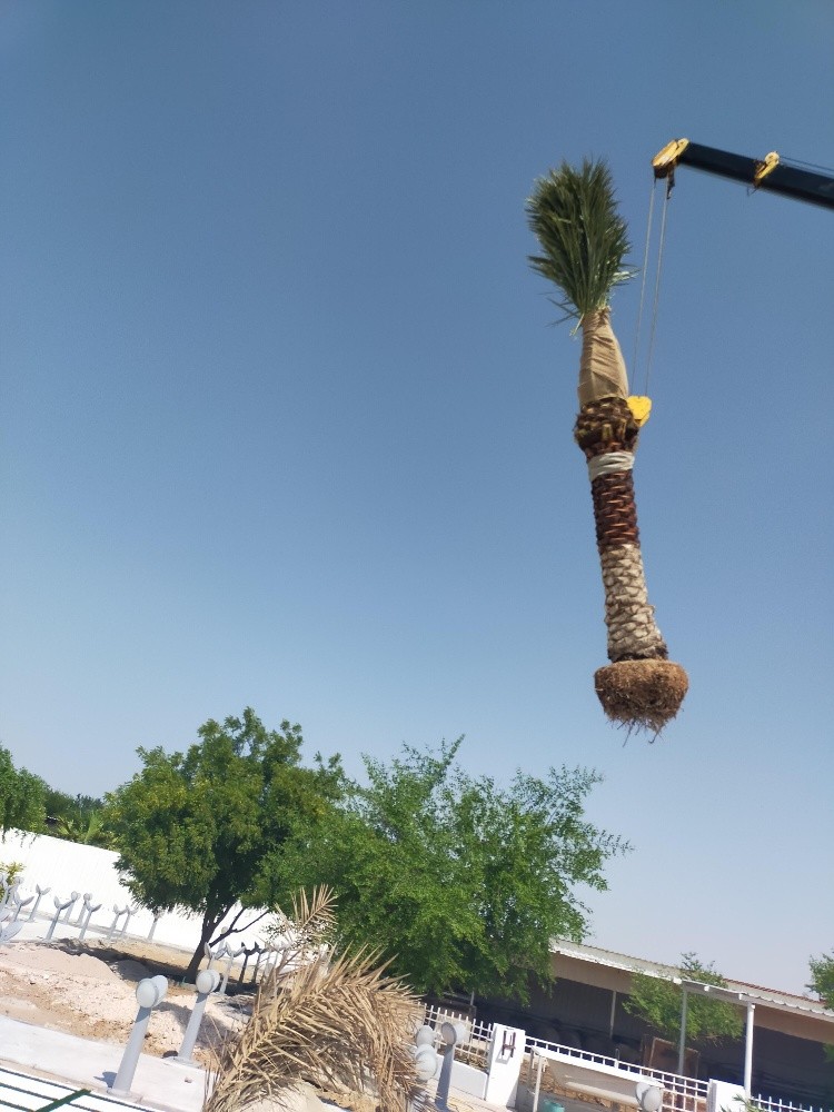 نخيل درجة أولي - 6