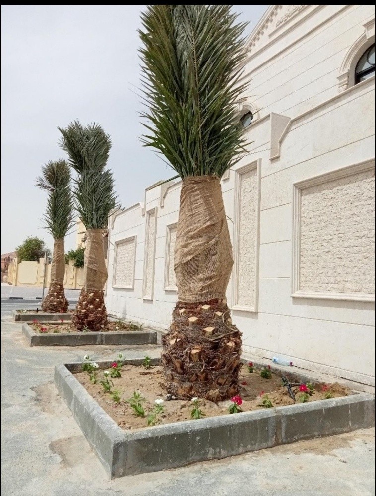 نخيل درجة أولي - 4