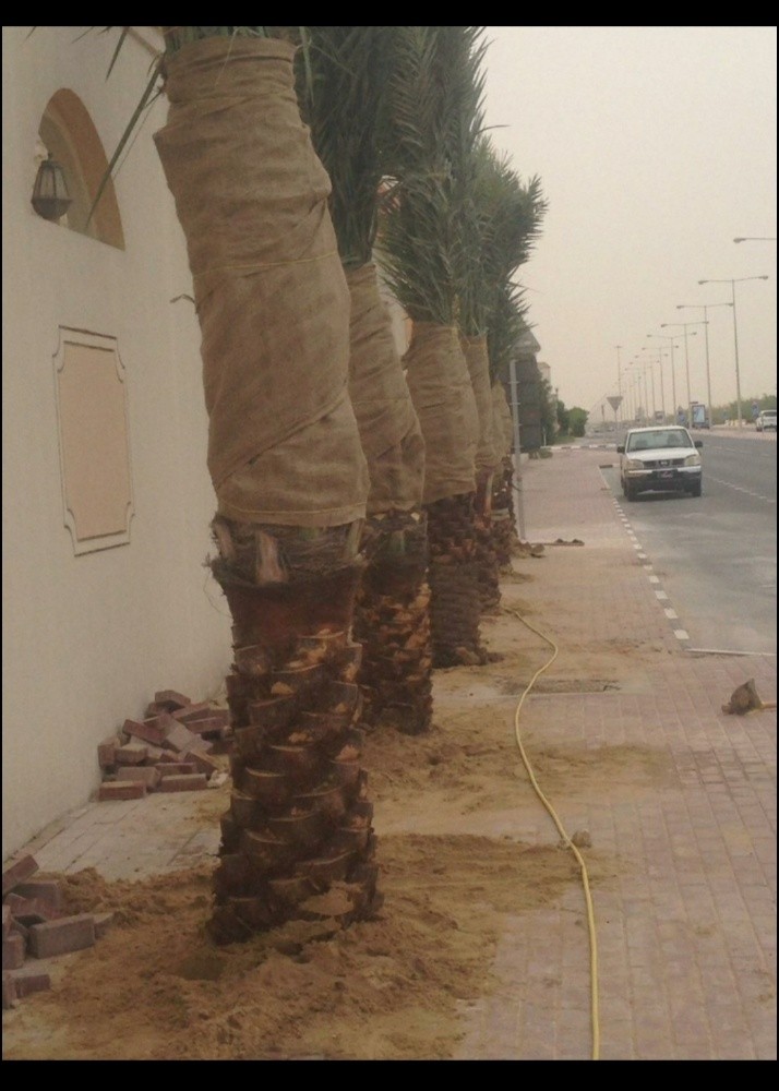 نخيل درجة أولي - 5